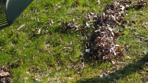 Raking Leaves in Autumn Yard Cleanup
