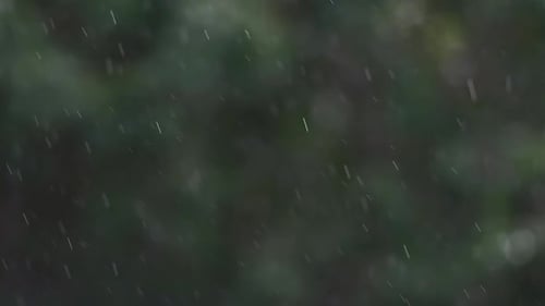 Closeup of rain, bokeh and forest with blurred background, climate and environment