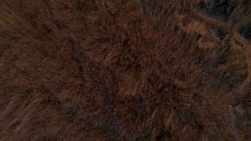 Top View Of Dried Reed Grass At The Lakeshore Of Dabie Lake (Jezioro Dabie). - aerial