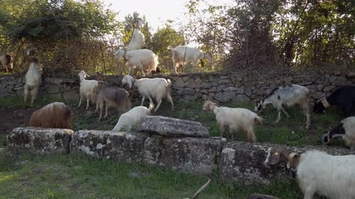 Ziegen grasen an einem sonnigen Tag inmitten römischer Ruinen entlang der Appia