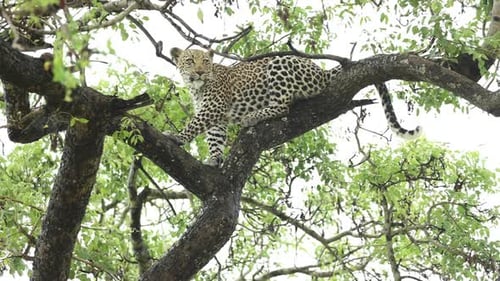 Wide shot of a leopard sitting up in a tree, Greater Kruger.