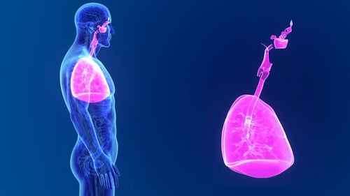 3D Animation of Human Lungs and Respiratory System