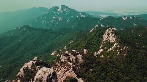 Aerial Green Forest 4K