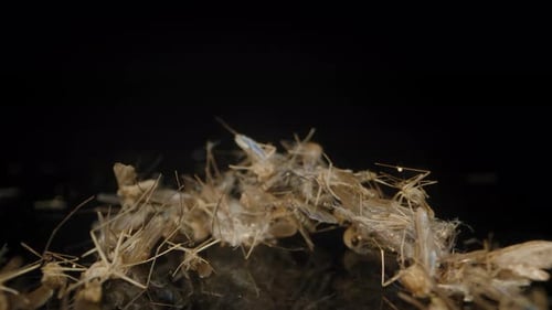 Ein Haufen toter Mücken, die auf einer reflektierenden schwarzen Oberfläche angeordnet sind und ihre empfindlichen Körper betonen