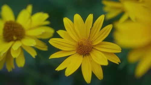A close-up of the vibrant yellow False Sunflower (Heliopsis), showcasing its bright and cheerful blo