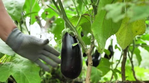 Hand Picking Organic Eggplant From Plant on a Farm on the Soil