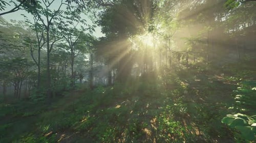 Sun Shining Through Trees in Forest