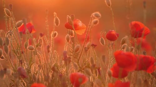 Vibrant Red Poppy Flowers Glowing in a Warm, Golden Sunrise Field