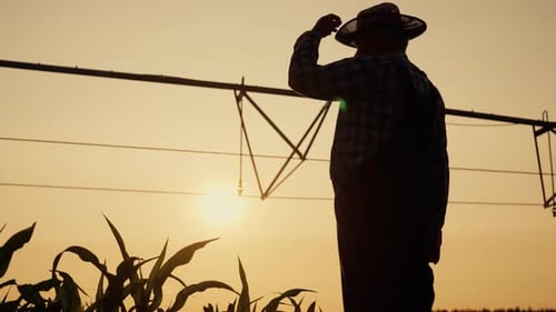 Cinematic Shot in Agricultural Field in Summer Evening Silhouette of Farmer Beautiful Soft Sunshine