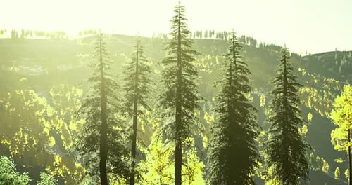 Sunshine Filters Through Tall Pine Trees in a Serene Forest Landscape
