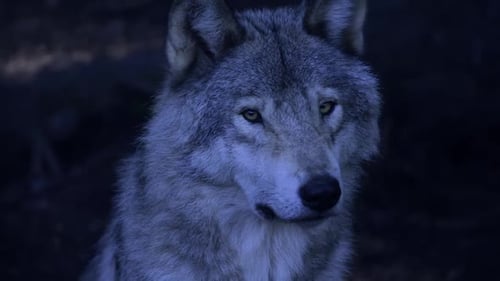Wolves in Canadian Boreal Forest