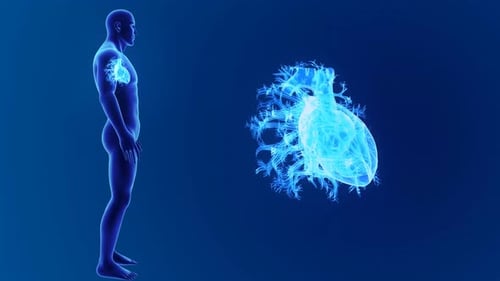 Human heart anatomy showing detailed cardiovascular system function