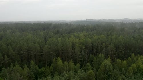 Drone flight over a forest
