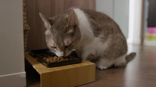 Gray and White Tabby Cat Eating Dry Food Indoors