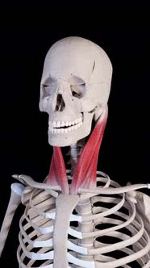 Sternocleidomastoid Muscle Movement Vertical Video