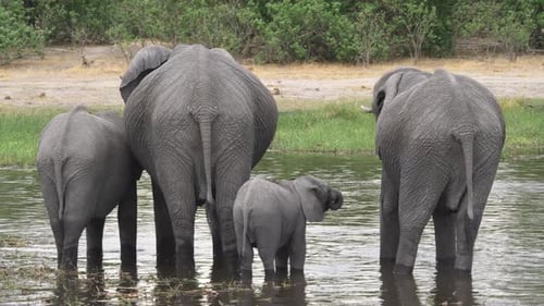A Family of Elephants Including a Baby Drinking From a Body of Water.