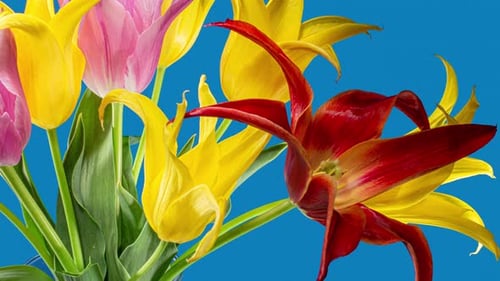 Colorful Tulips Blooming Against Blue Backdrop