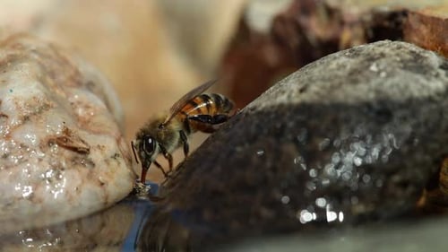 Honey bee stands on rock and drinks water with proboscis