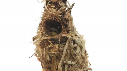 Bird in Woven Straw Nest