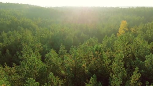Drone View Of Green Summer Tree Tops