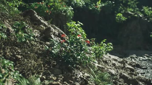 Des fleurs vibrantes fleurissent sur un terrain rocheux dans un paysage indien serein