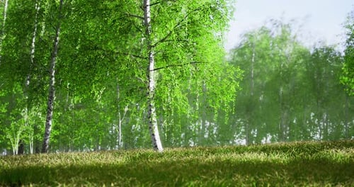 Lush Green Forest with Vibrant Trees and Soft Grass Under Sunlight