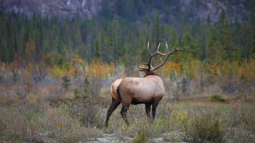 Elk male bull bugling during rutting season in scenic Jasper, Alberta.