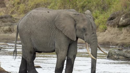 Ein einsamer afrikanischer Elefant trinkt in seinem natürlichen Lebensraum Wasser aus einem flachen Fluss.