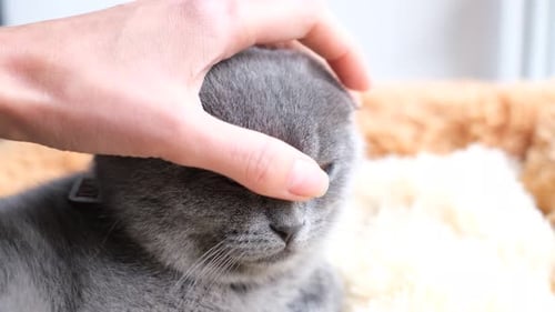 Hand Caressing a Gray Scottish Fold Cat