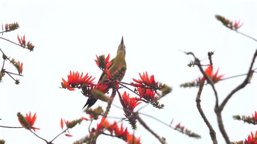 Woodpecker Perched on Vibrant Coral Tree Branches in Natural Habitat