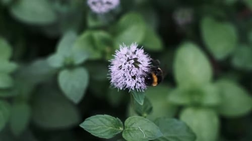 Bumblebee on a Mint Flower