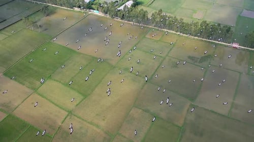 Vue aérienne d'oiseaux dans les champs, Bangladesh.