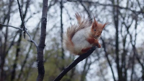 Closeup of a Plump Squirrel Sitting on a Tree Branch and Eating in an Autumn City Park in Cloudy