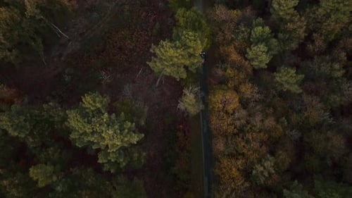 Car Drives Through Forest Road Aerial Shot