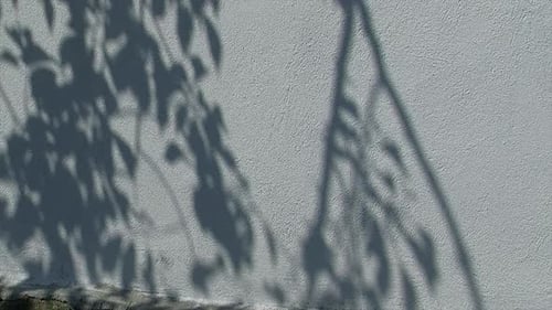 Tree branches cast their shadows on a white stucco wall.