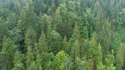 Tilting Shot of Green Trees Growing in Carpathian Mountains Wide Shot Aerial View of Evergreen