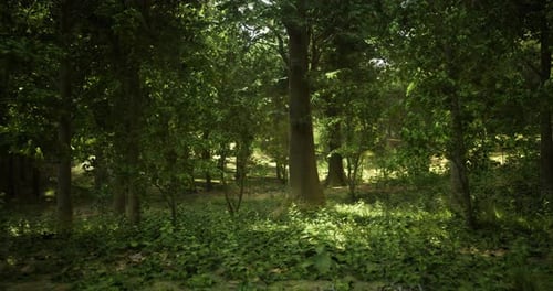 Lush Green Forest with Sunlight Filtering Through Tree Branches in Spring