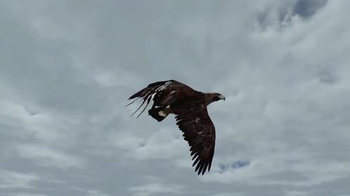 Eagle Flying