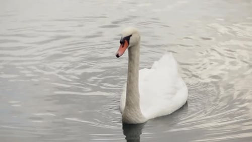 Beautiful White Mute Swan Gliding Peacefully Across Smooth Lake Water