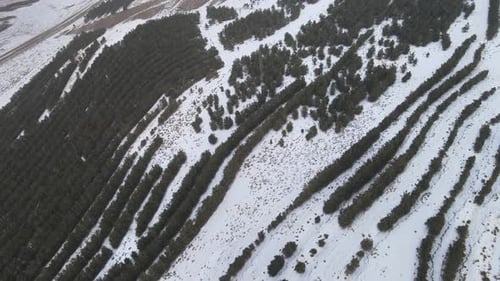 montaña de árboles nevados