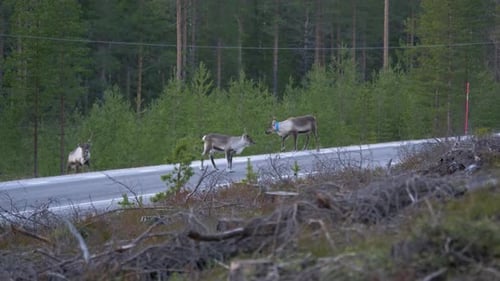 Reindeer crossing a road in the middle of a Nordic forest - Wide shot