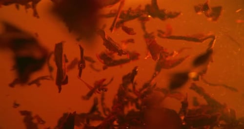 Dark Tea Leaves Brewing in Warm Water