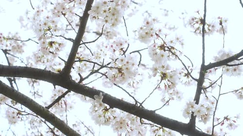 Tiny And Dainty Sakura Flowers In Full Bloom - close up shot