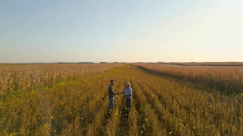 Close up of farmer hands examining corn crop during sunset before harvest in field.