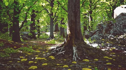 A Majestic Tree with Intricate Root System in a Lush Forest