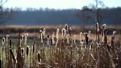 A group of typhas waving and losing pieces in mild wind in front of a pond