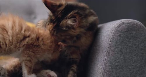 Fluffy Maine Coon Mother Cat Gently Licks Her Kitten While Lying on Gray Sofa Little Kitten Enjoying