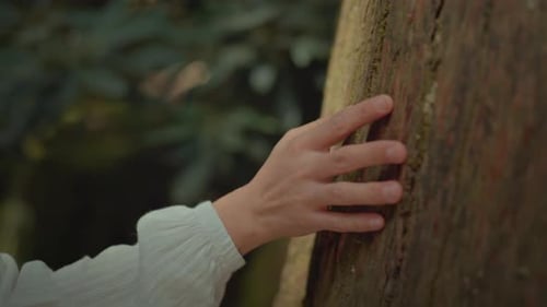 Hand Gently Touching Tree Bark in a Forest