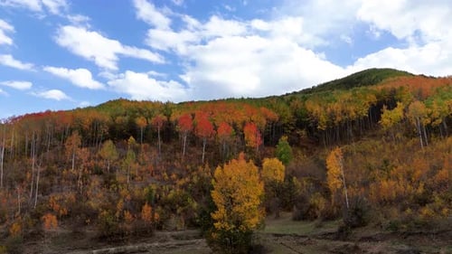 Autumn Forest