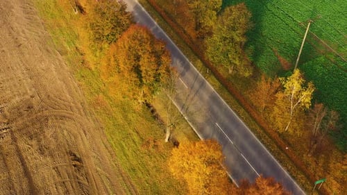 Aerial view of road in beautiful autumn forest at sunset in rural. Beautiful landscape with rural ro